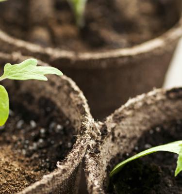 seeds and cuttings