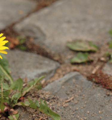 How to Control Weeds 