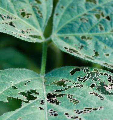 weeds, pests & diseases