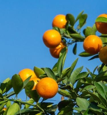 Citrus Tree