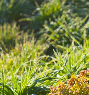 Healthy plants start with the right prep and a little ongoing care.