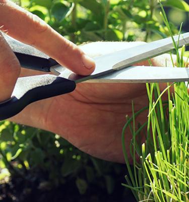 Astuces, conseils et inspiration pour créer votre propre jardin d'herbes aromatiques