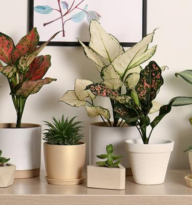 Astuces, conseils et inspiration sur les plantes d'intérieur