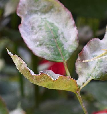 Tips, advies en inspiratie tegen ongewenste gasten, ziektes op de planten en onkruid