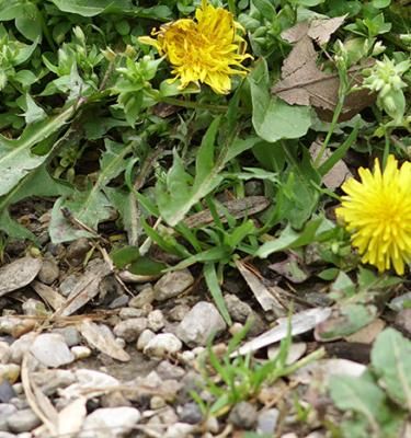 Prévenir et contrôler les mauvaises herbes