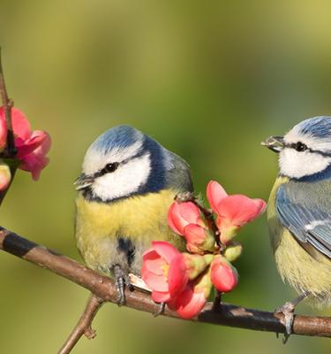 Conseils et inspiration sur la biodiversité dans votre jardin