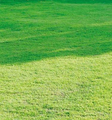 Entretien de la pelouse Substral®. Conseils pour une pelouse verte et saine