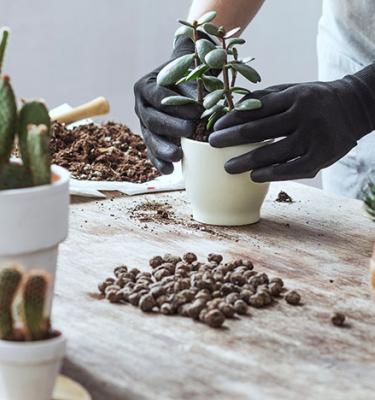 Jardiner à la maison, entretenir et planter des plantes d'intérieur