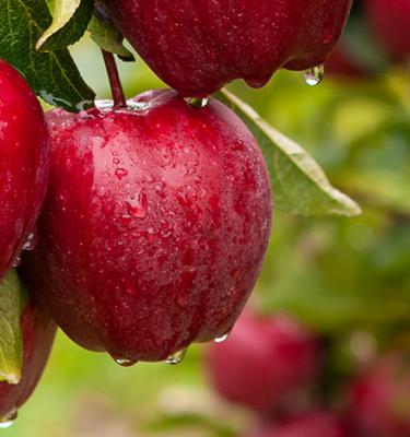 Astuces, conseils et inspiration pour cultiver vos propres fruits