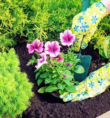 Planten in de tuin