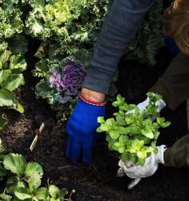 Veggie Garden