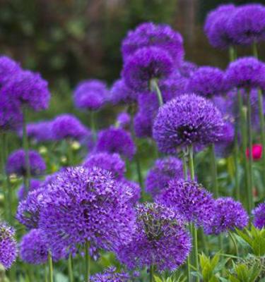 Guide des bulbes à fleurs du printemps - La terre est un jardin