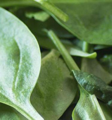 Les plants à semer à l'automne en Belgique