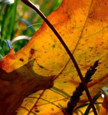 Les plants à semer à l'automne en Belgique