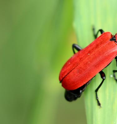 Kleine rote Käfer: Was sind sie und woher kommen sie?