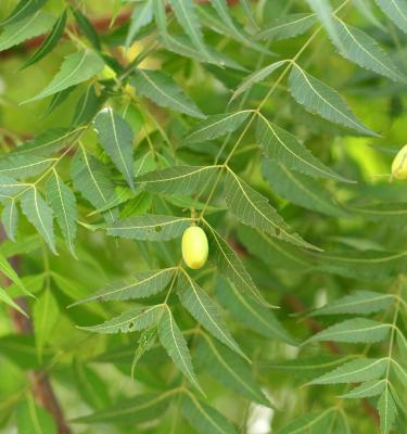 Neembaum, Niem-Baum Samen kaufen - Azadirachta indica
