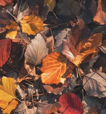 Les feuilles mortes, l'or de votre jardin