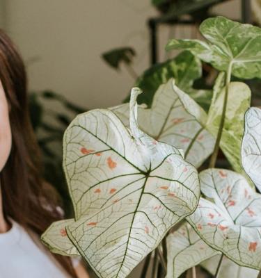 Nos astuces pour une plante verte en pleine forme : Femme Actuelle Le MAG