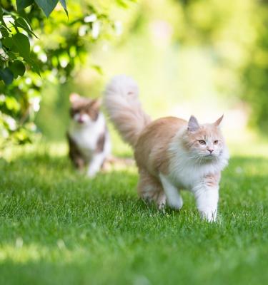 Plantes répulsives de chats: notre top 3