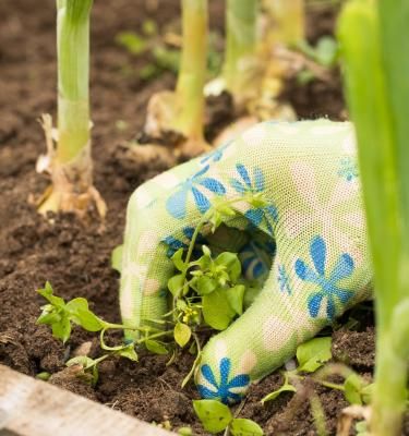 Terreaux pour plantes de jardin et potager