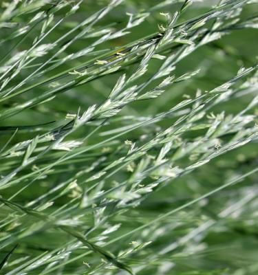 Vente en gros Tapis De Paille Pour Graines D'herbe de produits à