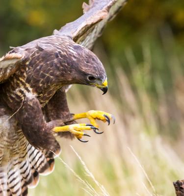 Discover five of the UK's commonly seen birds of prey & how to