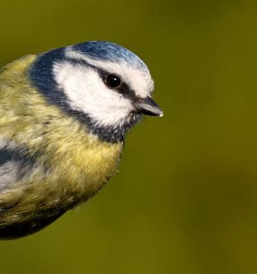 Quelles graines donner aux oiseaux pour les attirer au jardin ?