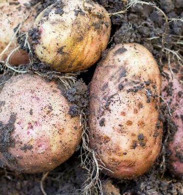 Quand et comment planter les pommes de terre ?