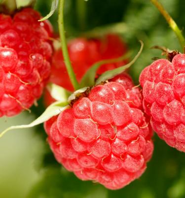 How to Grow Raspberries