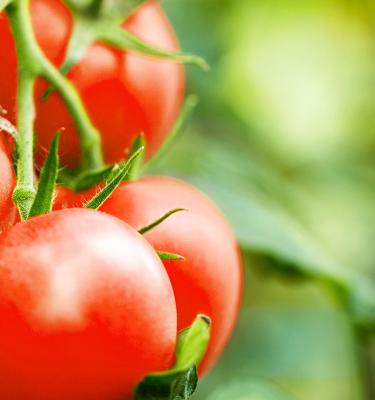 Frileuse tomate… - Jardins de France