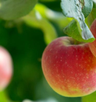 Arbres fruitiers et Petits fruits