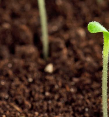 Terreau pour semis : Comment le choisir ?