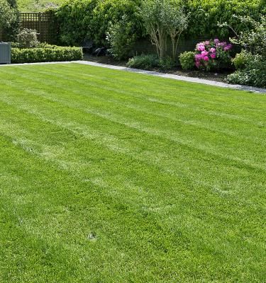 Lush green lawn in Bellevue, Richmond