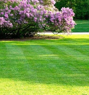 A guide to spring lawn feeding and care