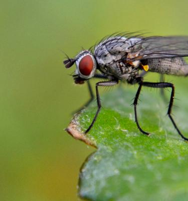 Carrot Root Fly treatment and care Love The Garden