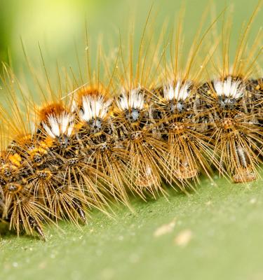 Chenilles processionnaire du pin, piège et mésange contre les chenilles -  La Pause Jardin