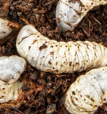How To Identify & Get Rid Of Chafer Bugs