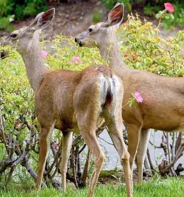 Garden Deer - treatment and control