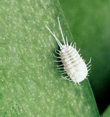 Comment se débarrasser des cochenilles ?