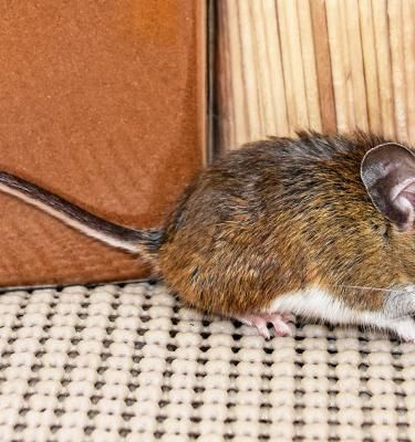 Mice treatment and control Love The Garden