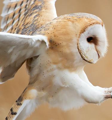 Fun fact: owls have long legs they're just hidden - iFunny