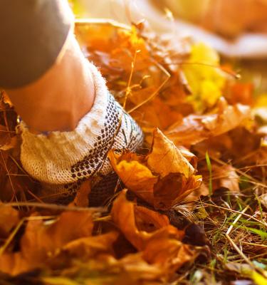 Conserver les feuilles d'automne