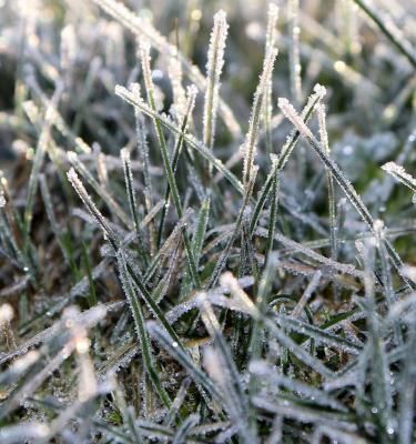 Protéger votre jardin à l'arrivée de l'hiver - La Pause Jardin