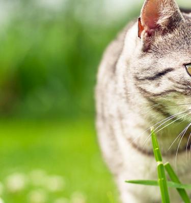 How To Keep Cats Out Of Your Garden