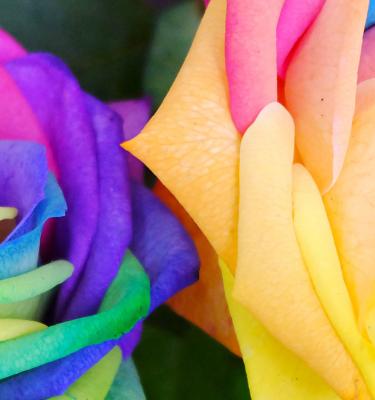 Rainbow Roses Are They Real Love