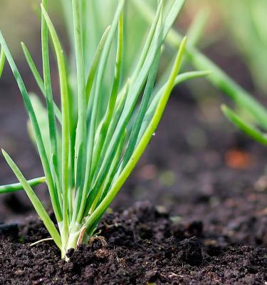 It's All Game: Time to soil your plants again