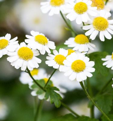 Types of Chamomile Plants