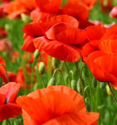 10 Types of Poppy Flowers & Growing Tips