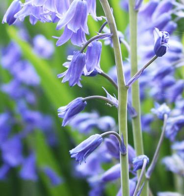 How To Grow and Care For Bluebells Love The Garden