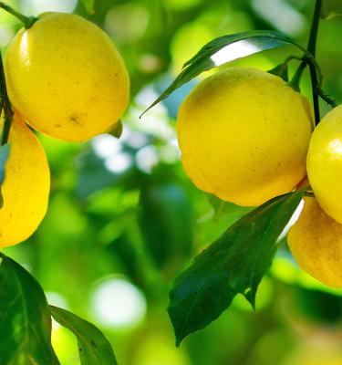 Cultiver un citronnier en pot : les conseils pour le faire pousser